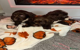 Cocker Spaniel dogs for sale: Cocker spaniel puppies - Image 7