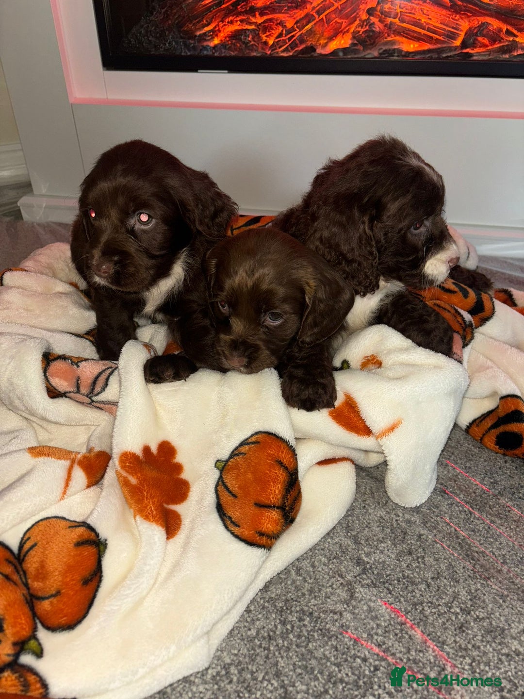 Cocker Spaniel dogs for sale: Cocker spaniel puppies - Image 7