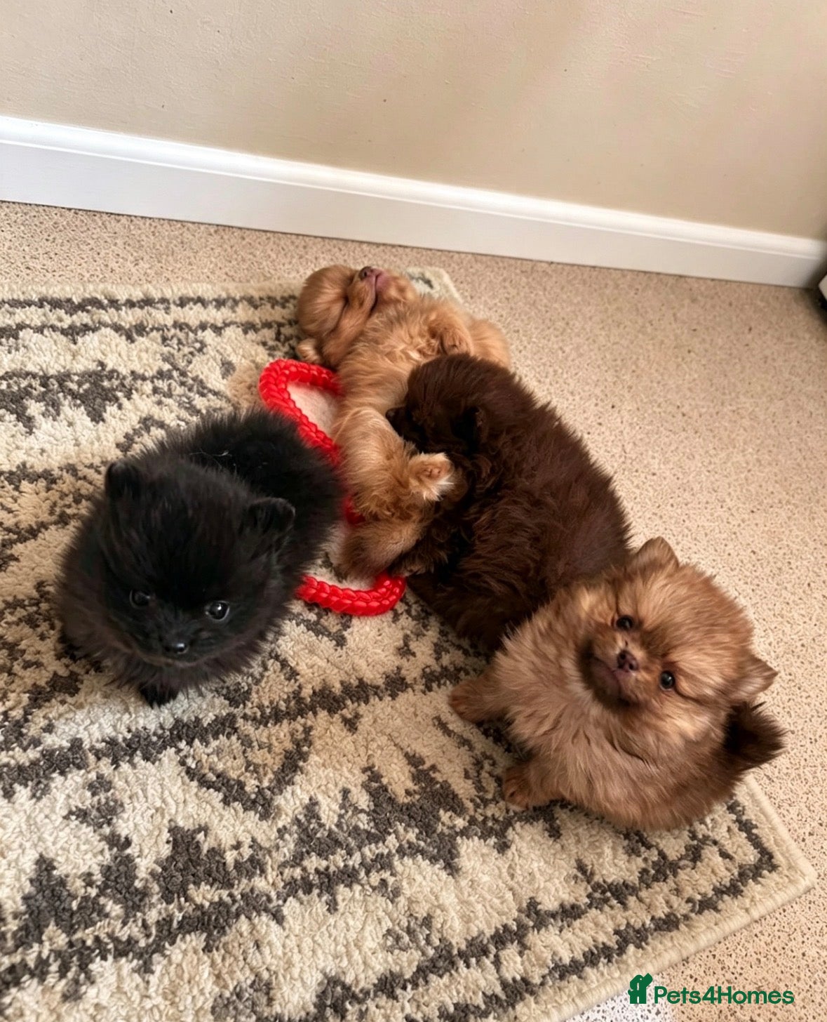Pomeranian dogs Teacup Pomeranian  - Advert 1