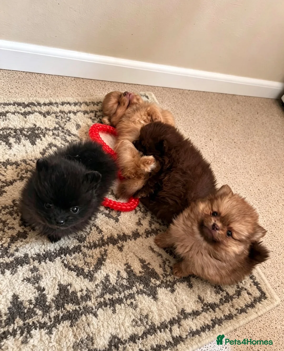 Pomeranian dogs for sale:  **  Pomeranian  in Windsor - Advert 1