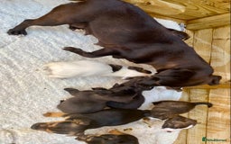 Jack Russell dogs for sale: Bob tail jacks  - Image 28