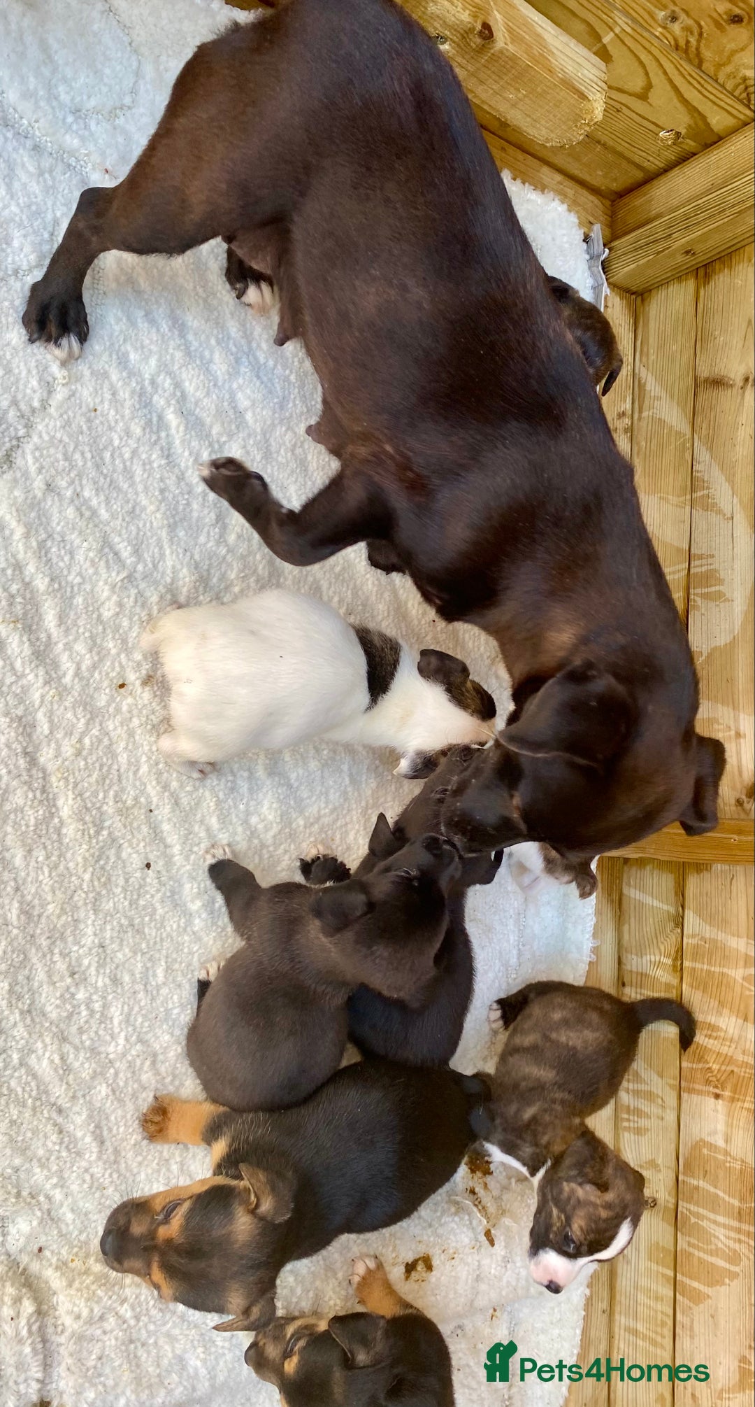 Jack Russell dogs for sale: Bob tail jacks  - Image 28