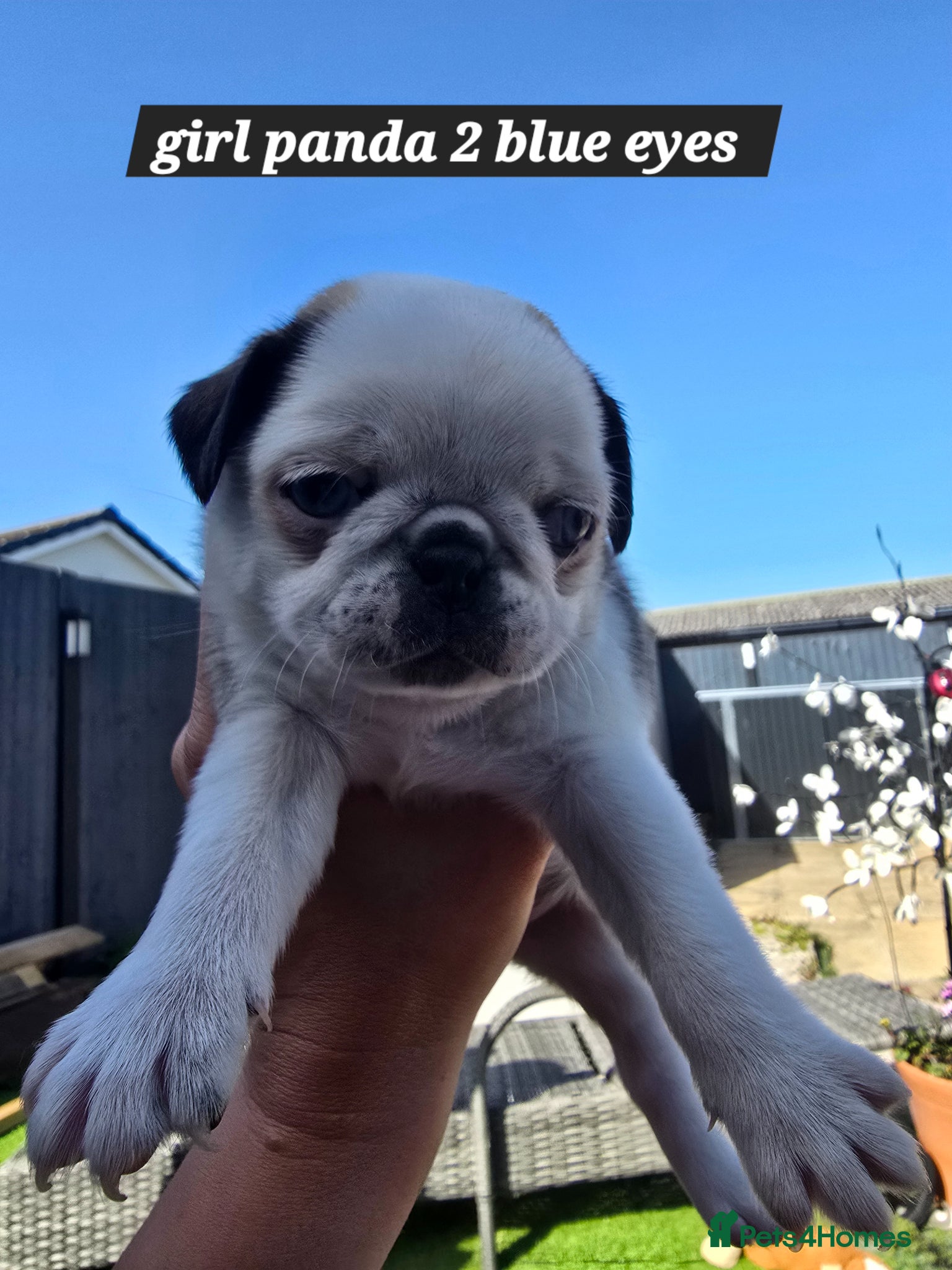 Pug dogs 5 Georgous Pug puppies  - Advert 1