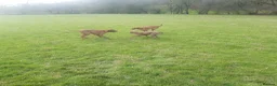 Rhodesian Ridgeback dogs for sale: 🦁RHODESIAN RIDGEBACKS PUPPIES🦁  - Advert 16