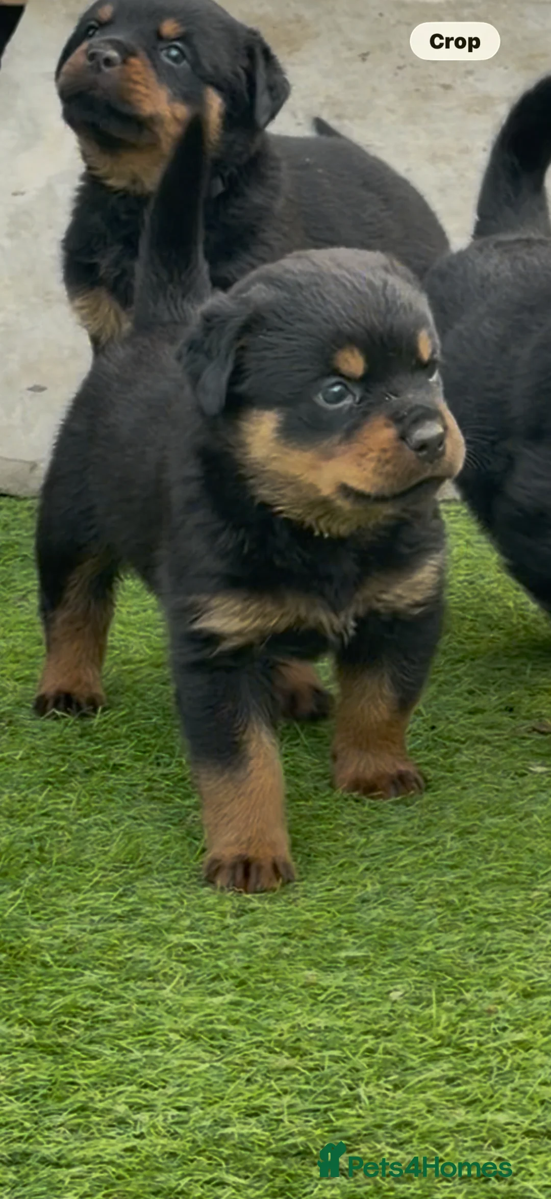Rottweiler dogs for sale: Wonderful Kc Registered Puppies - Advert 15