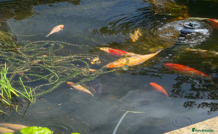 Pond Fish fish - Advert 1