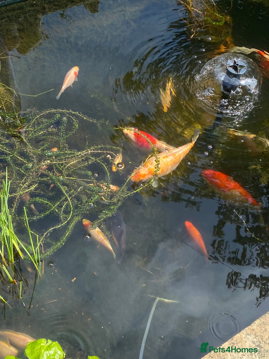 Pond Fish fish for sale: Home bred Pond Fish - Image 1