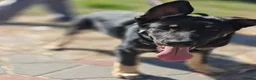 Mixed Breed dogs for adoption: 💙🐶 TOBIK – THE BEST PUPPY I EVER MET - Advert 15