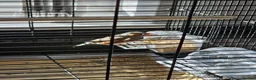 Finches birds for sale: Complete Finch setup (9 Birds + All Equipment) in Spalding - Advert 6