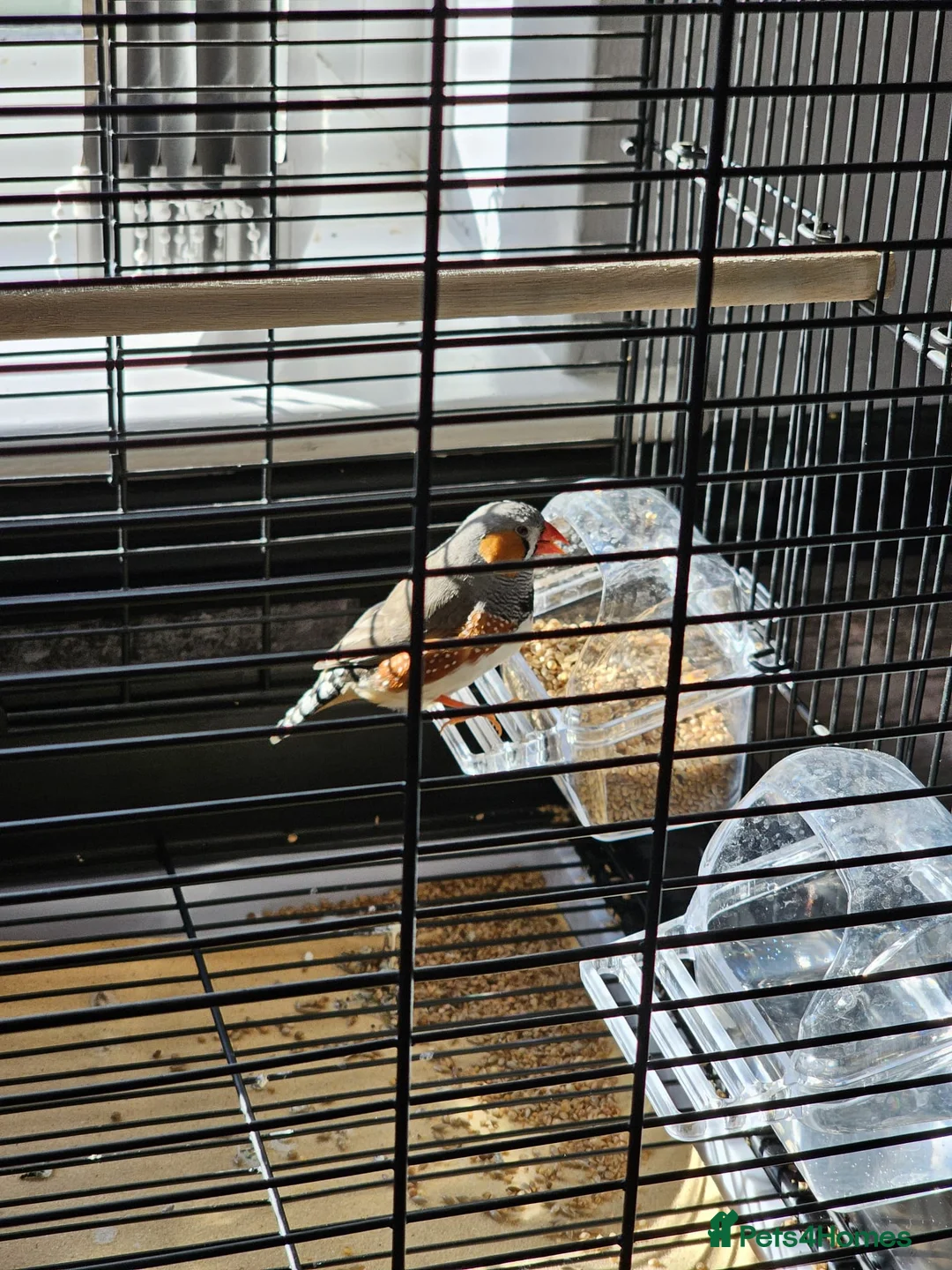 Finches birds for sale: Complete Finch setup (9 Birds + All Equipment) in Spalding - Advert 6