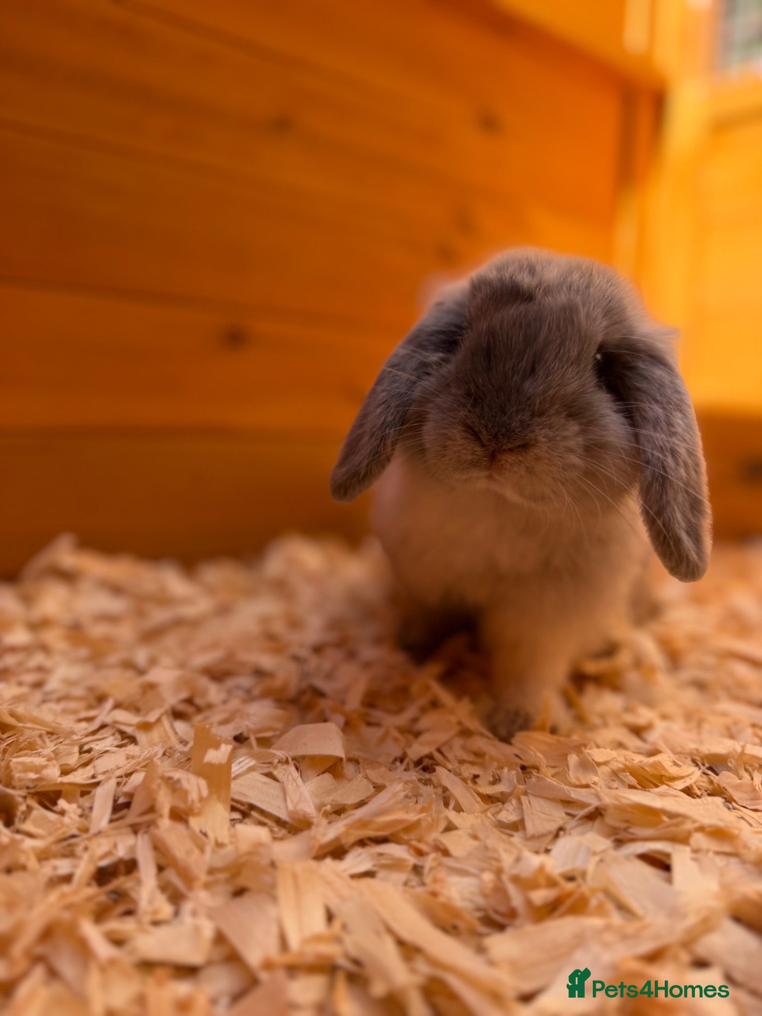 Mini Lop rabbits Gorgeous mini lop - fully vaccinated - Advert 2