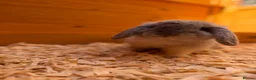Mini Lop rabbits for sale: Gorgeous mini lop - fully vaccinated - Advert 1