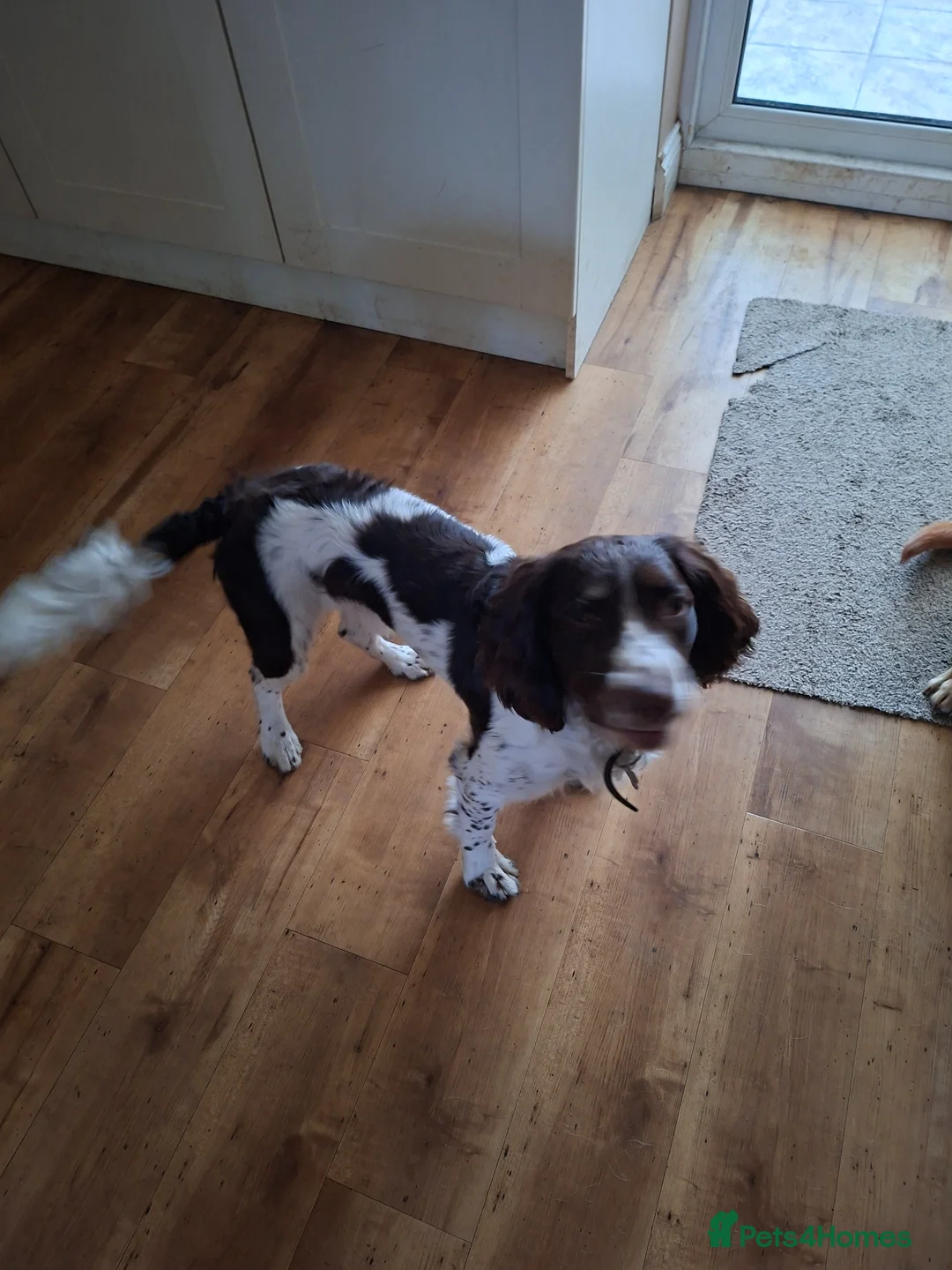 Cocker Spaniel dogs for sale: Monty in Diss - Advert 2
