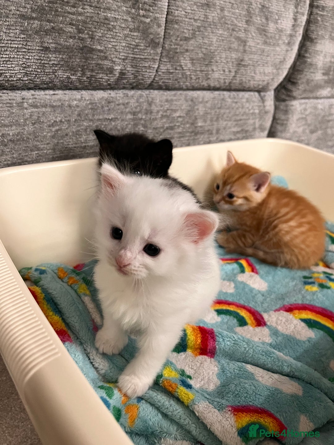 Mixed Breed cats for sale: White kitten friendly  - Image 2