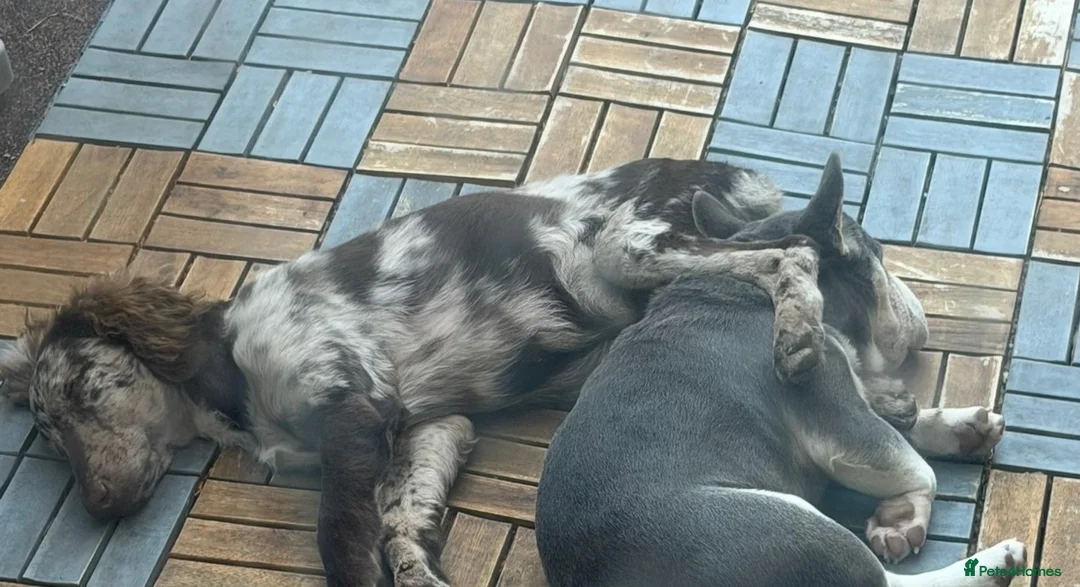 Mixed Breed dogs for sale: Loving home needed for Rolo in Stowmarket - Advert 6