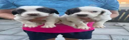 English Springer Spaniel dogs for sale: Quality English Working Springer Spaniel Puppies - Advert 11