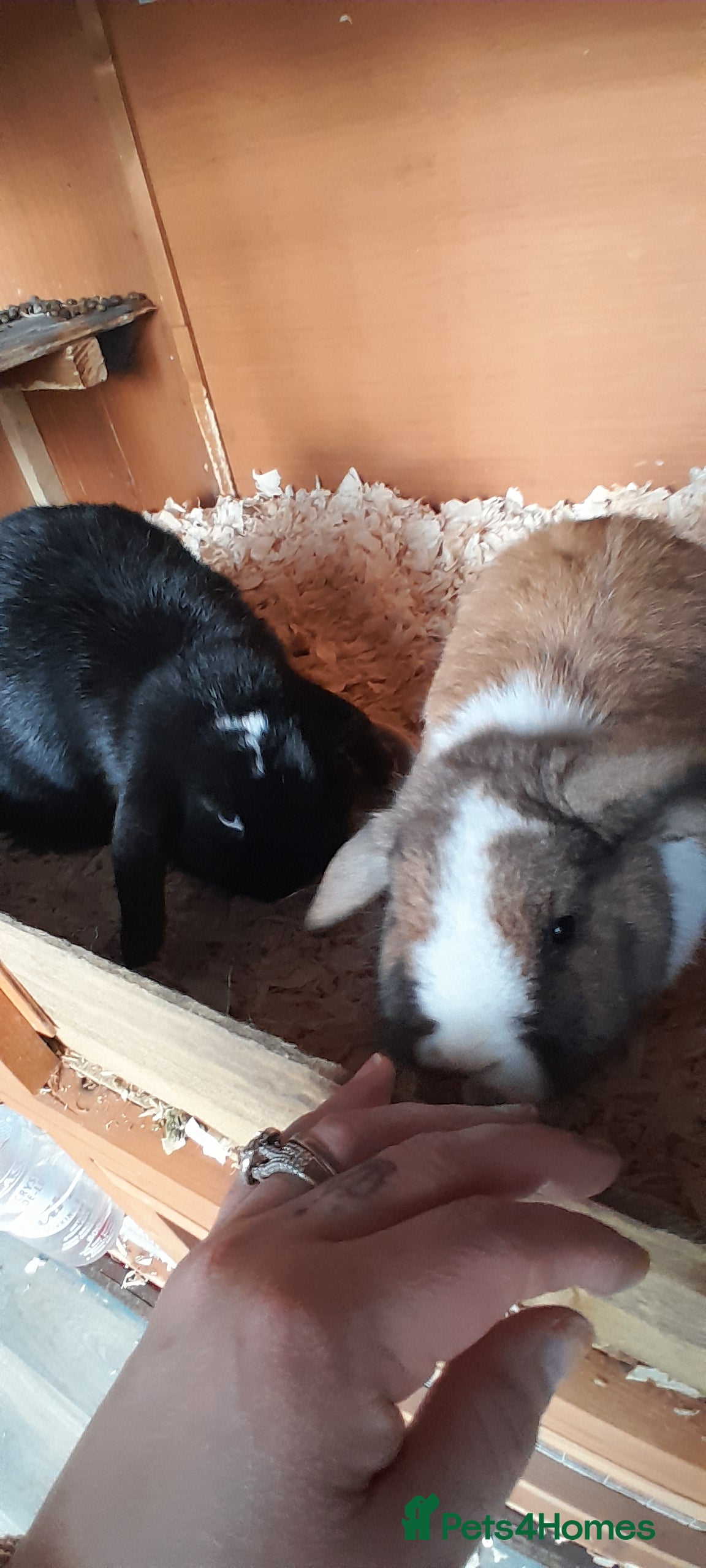 Mini Lop rabbits mini lop - Advert 4