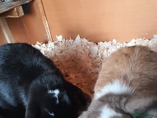 Mini Lop rabbits mini lop - Advert 9