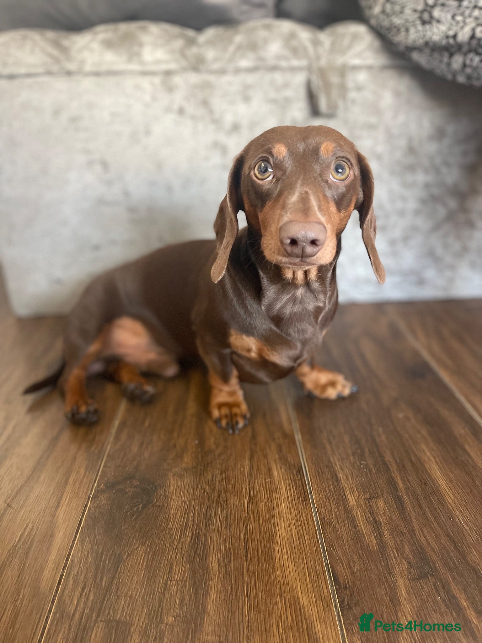 Miniature Dachshund dogs miniature dachshund for stud - Advert 3