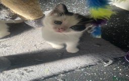 British Shorthair cats for sale: 2 male kittens remaining  - Image 21
