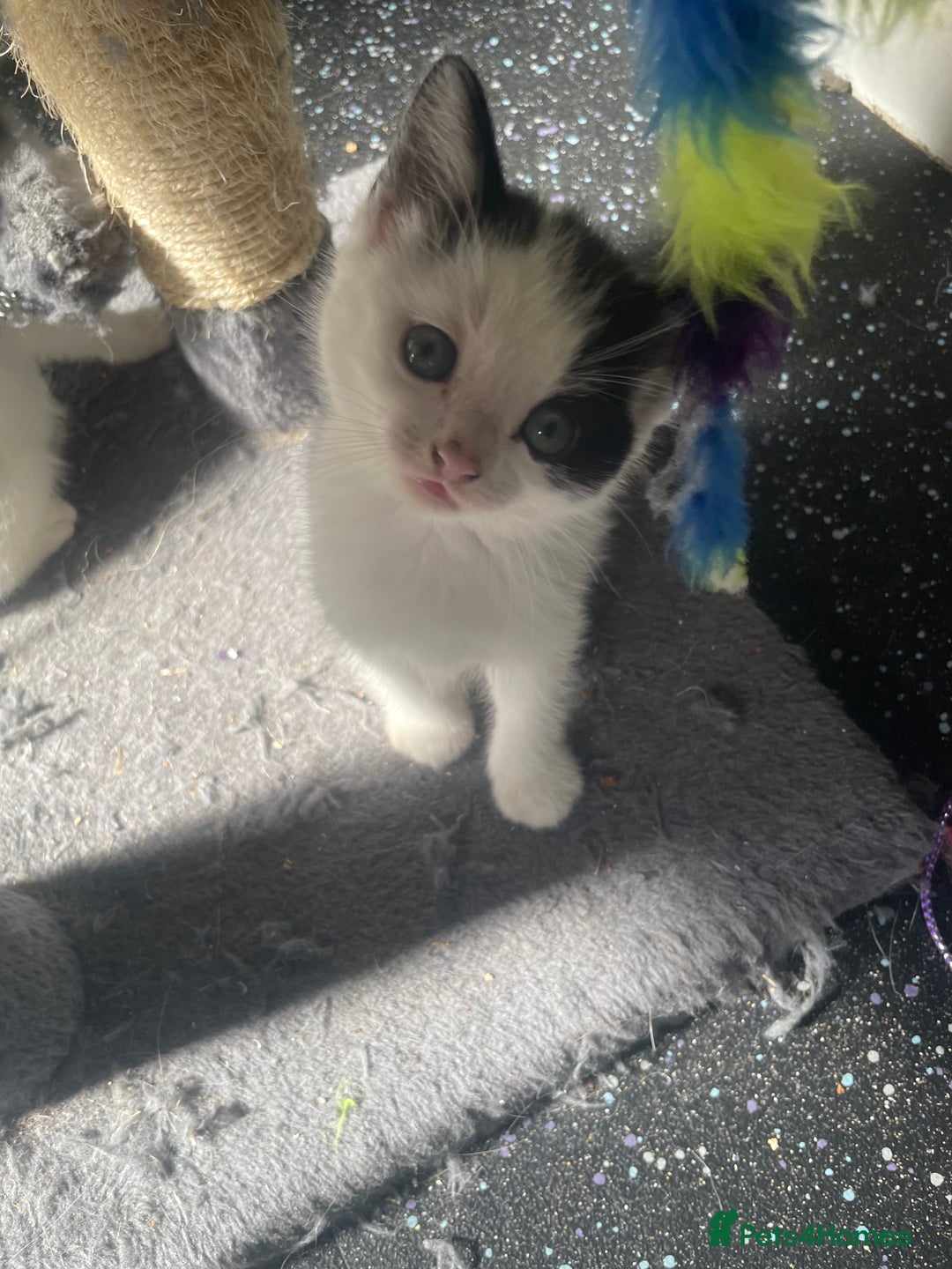 British Shorthair cats for sale: 2 male kittens remaining  - Image 21