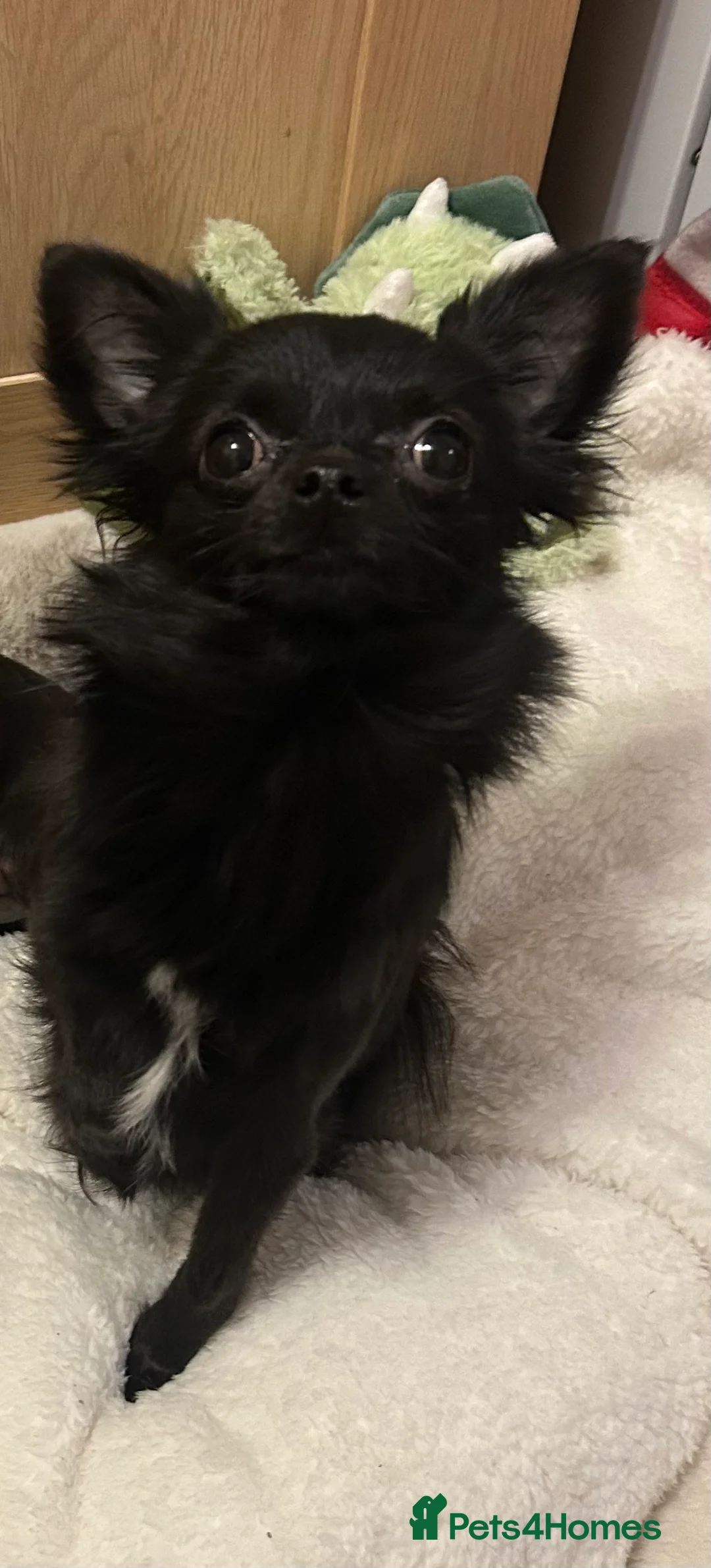 Chihuahua dogs for sale: Beautiful female chihuahua in Stamford - Advert 3