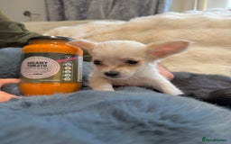 Chihuahua dogs for sale: Small Beautiful Chihuahua Puppies  - Image 10