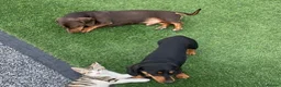 Dachshund dogs for sale: 7 Beautiful Dachshund Puppies - Advert 10