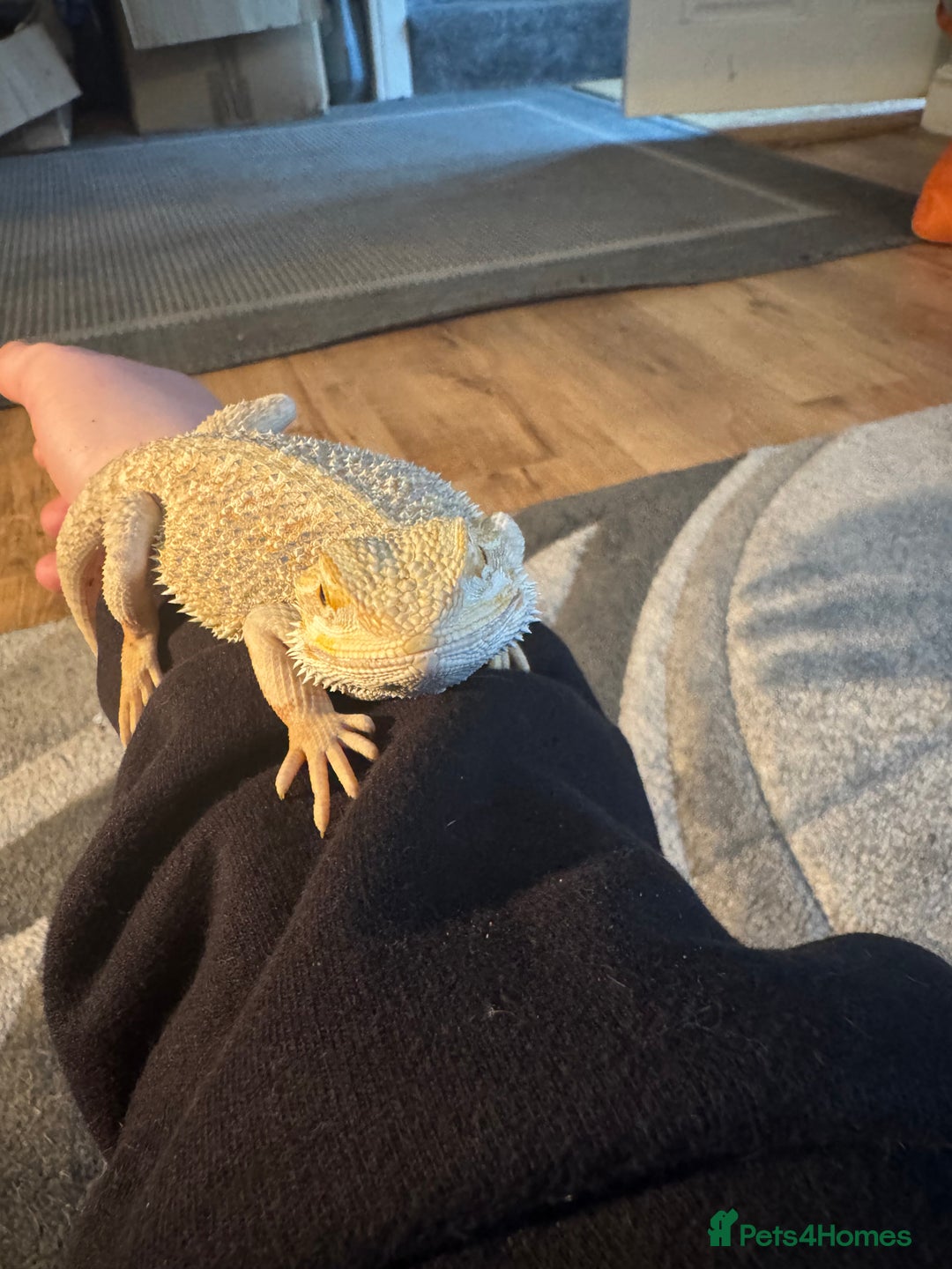 Bearded Dragon reptiles for sale: Miss pickles  - Advert 3