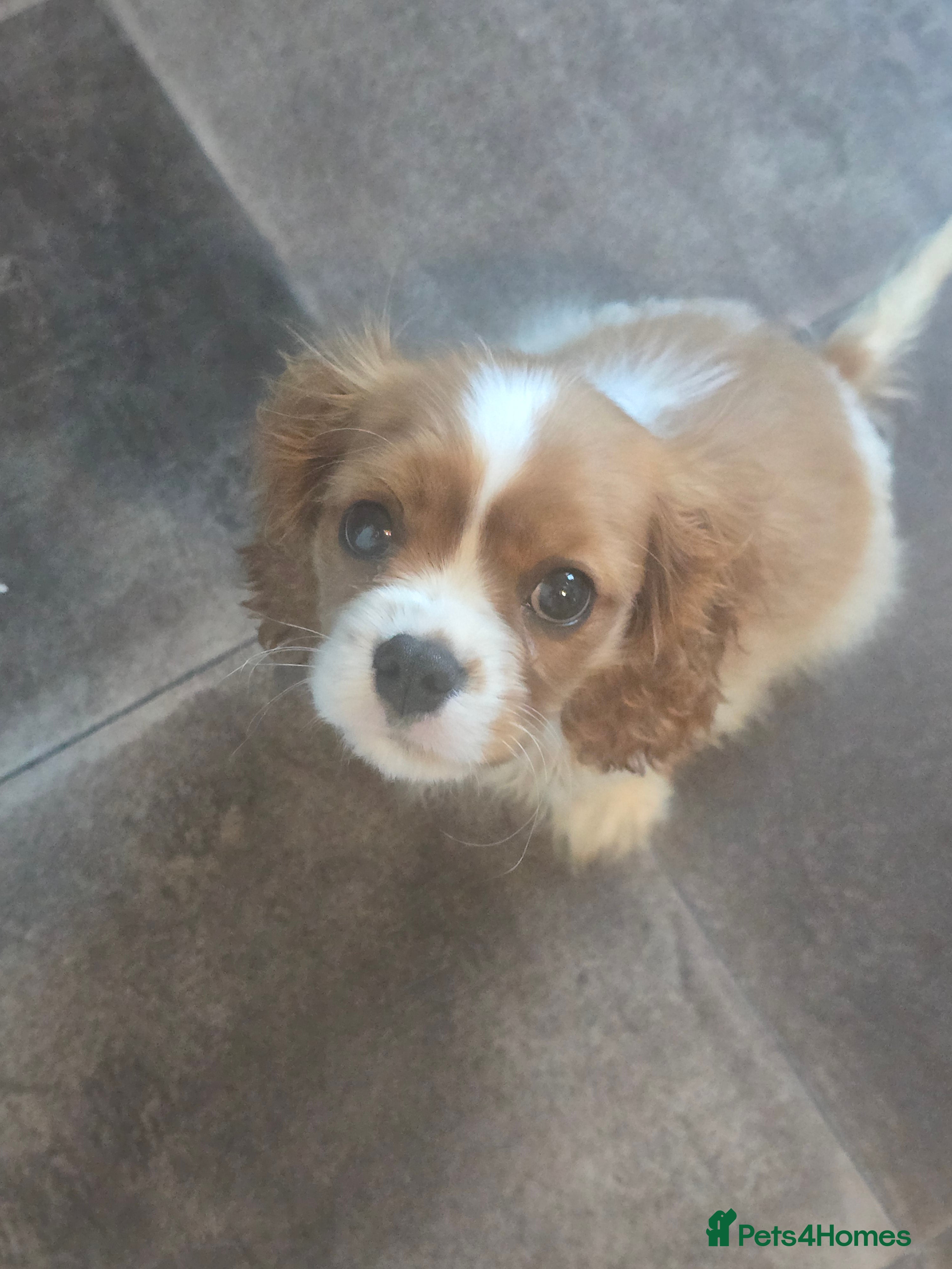 Cavalier King Charles Spaniel dogs Gorgeous Cavalier King Charles Spaniel Puppy - Advert 1