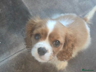 Cavalier King Charles Spaniel dogs Gorgeous Cavalier King Charles Spaniel Puppy - Advert 7