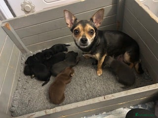 Chihuahua dogs Chihuahua babies   - Advert 2