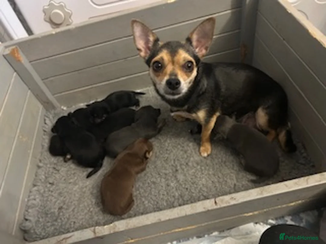 Chihuahua dogs for sale: Chihuahua puppies - Advert 1