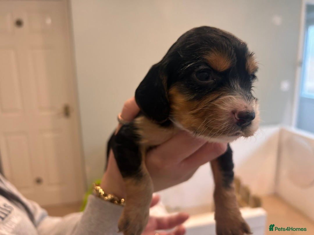 Sprocker dogs for sale: 🐾 Beautiful Sprocker Spaniel Puppies – £1000 🐾 - Advert 8