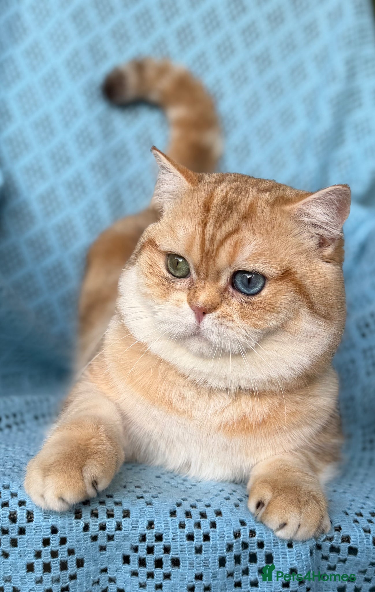 British Shorthair cats for sale: British shorthair golden adorable kitten GCCF  - Advert 22