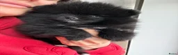 Pomeranian dogs for sale: Black Pomeranian puppy’s  - Advert 12