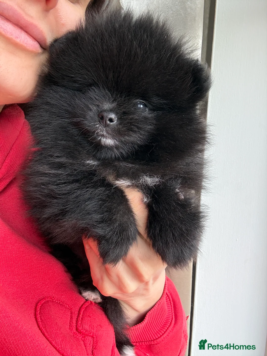 Pomeranian dogs for sale: Black Pomeranian puppy’s  - Advert 12