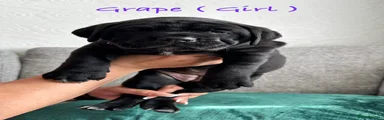 Cane Corso Puppy 2