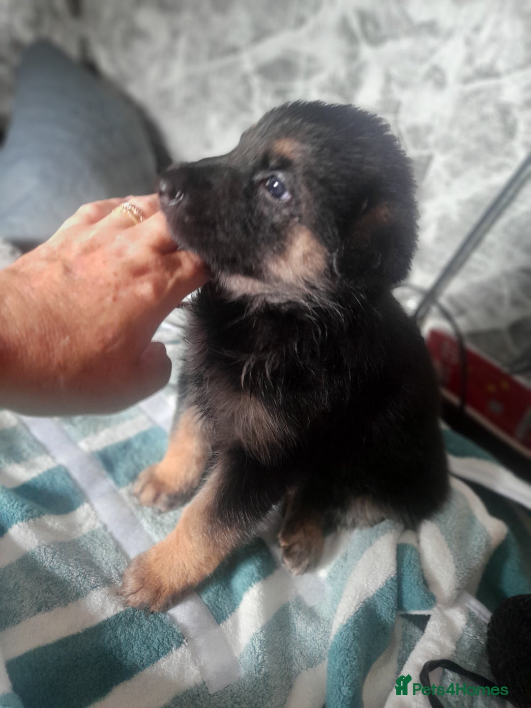 German Shepherd dogs for sale: Beautiful German shepherd pups - Image 5