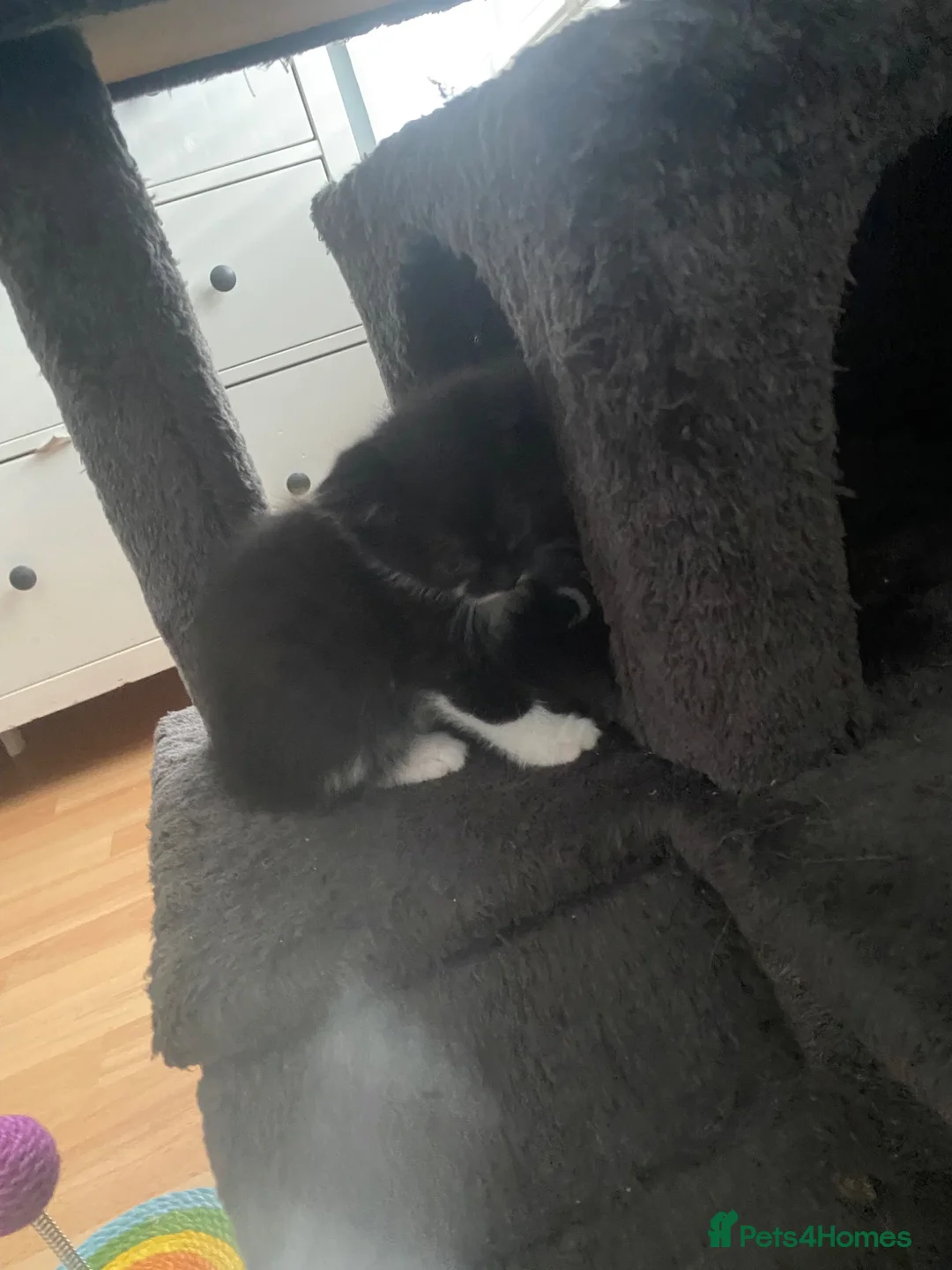 Mixed Breed cats for sale: Kittens  in Cardiff - Advert 12