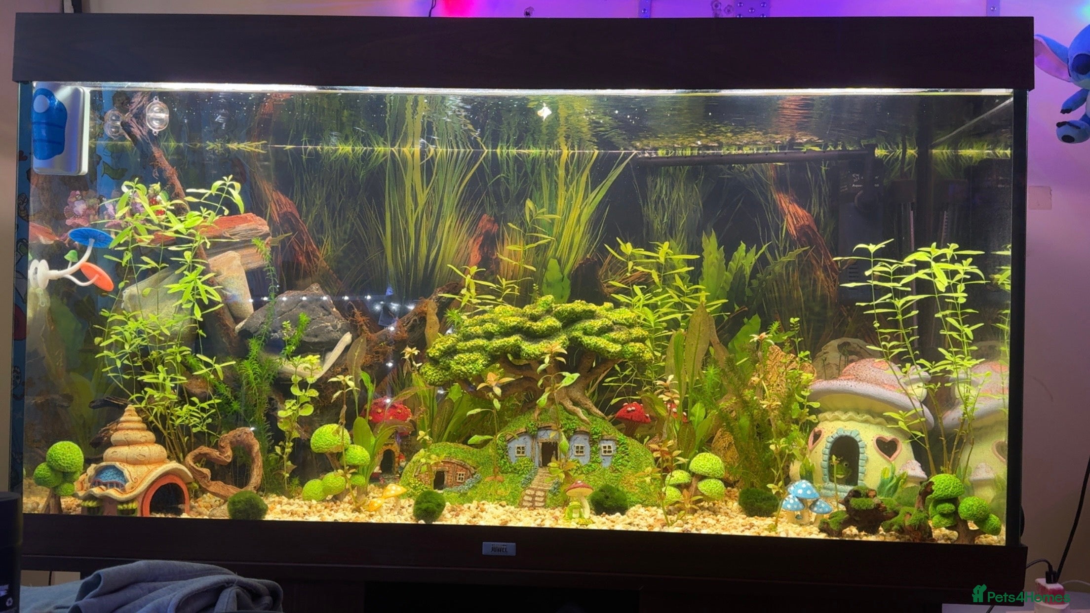 Bettas fish 350Litre 4ft Tank Plus Fish plants and decorations - Advert 1
