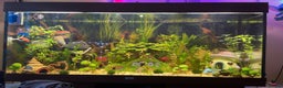 Bettas fish for sale: 350Litre 4ft Tank Plus Fish plants and decorations - Advert 1