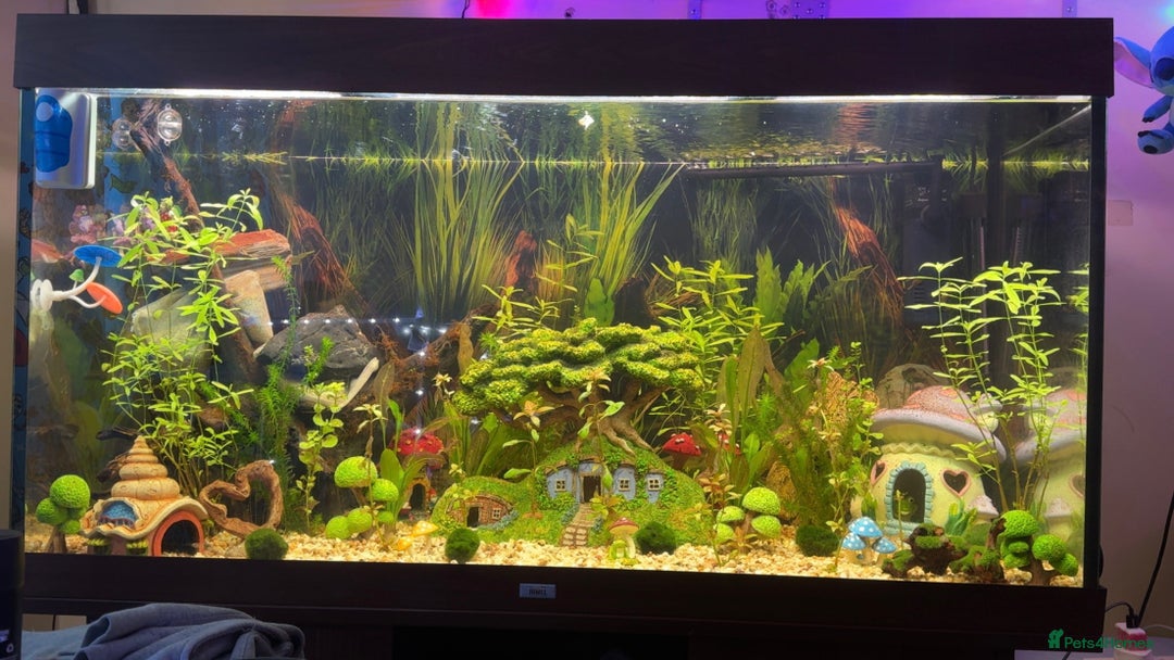 Bettas fish for sale: 350Litre 4ft Tank Plus Fish plants and decorations - Advert 1