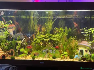 Bettas fish 350Litre 4ft Tank Plus Fish plants and decorations - Advert 8