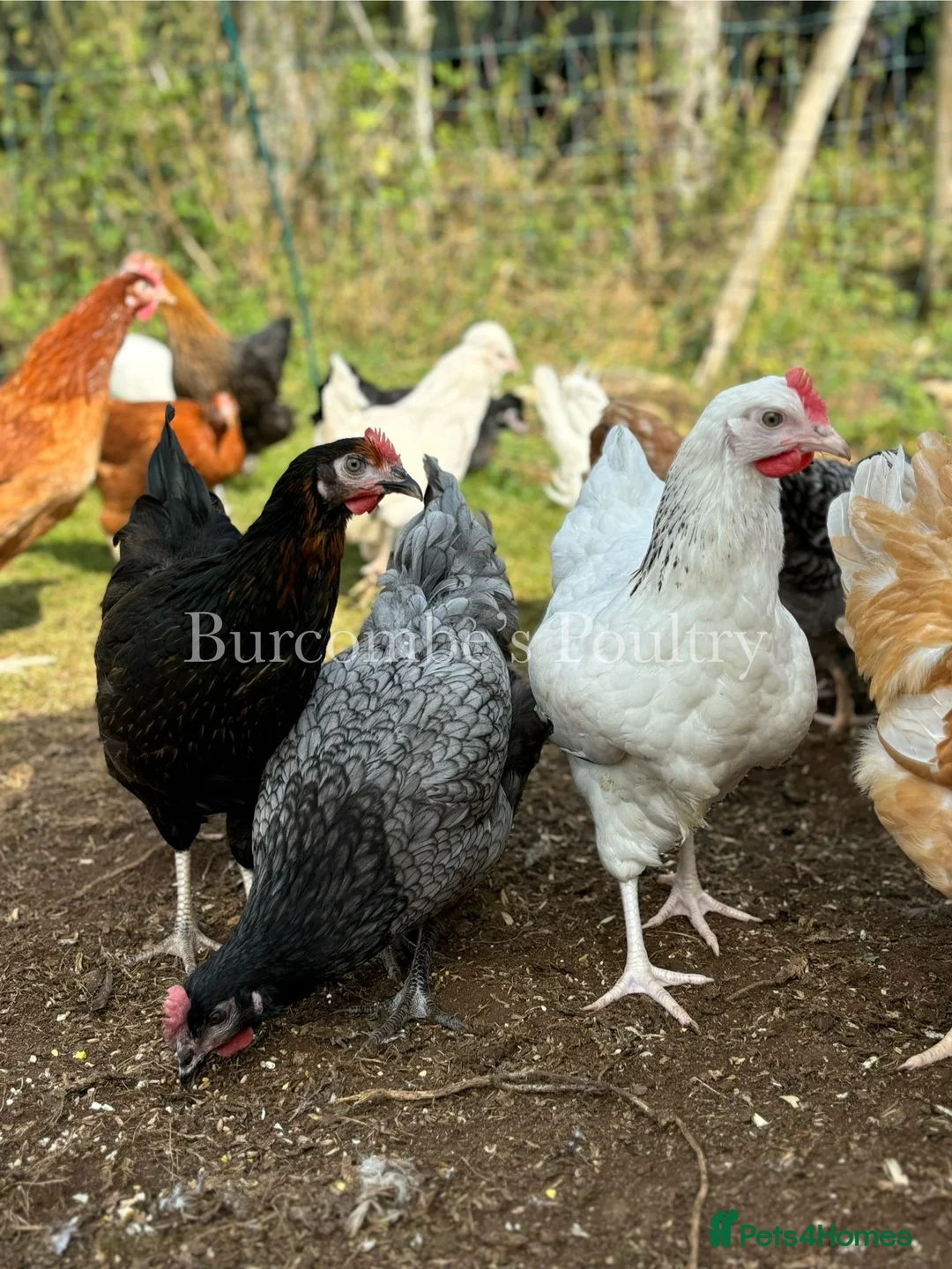 Chickens poultry for sale: Quality Point of lay Hybrids for sale  - Advert 2