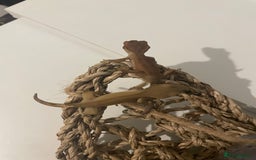 Gecko reptiles for sale: Crested geckos - Image 2