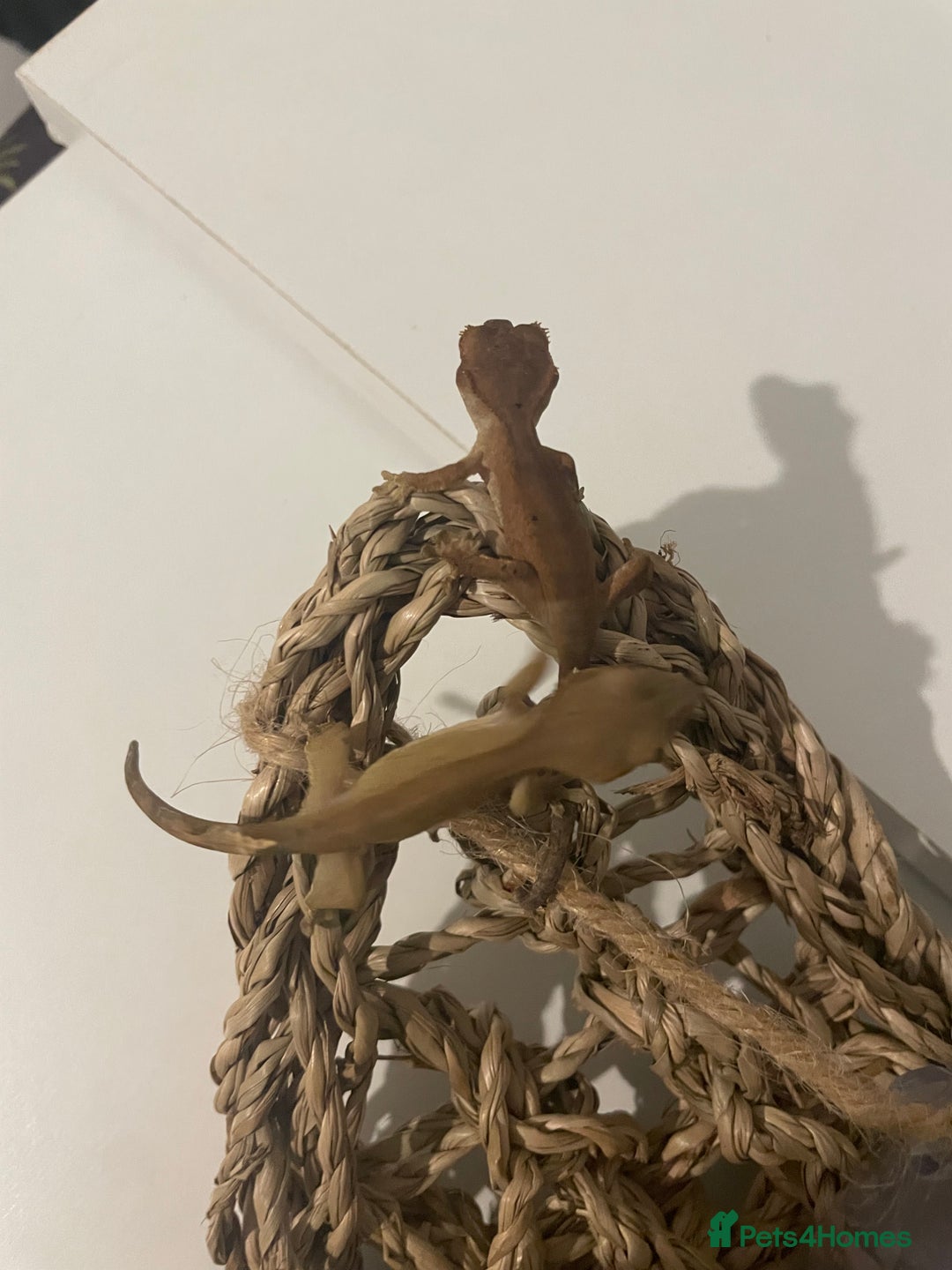 Gecko reptiles for sale: Crested geckos - Image 2