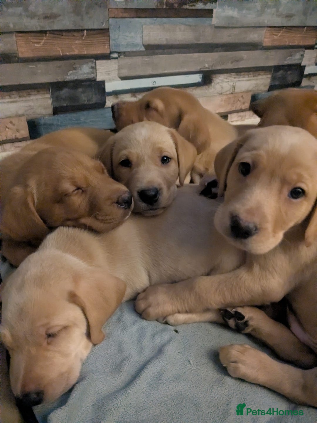 Labrador Retriever dogs for sale:  Fox red shade of yellow Labrador puppies for sale - Advert 1