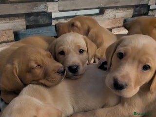 Labrador Retriever dogs Fox red shade of yellow Labrador puppies for sale - Advert 15