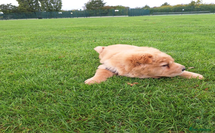 Chow Chow dogs - Advert 3